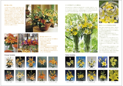 Lily_pamphlet_2013_2.jpg