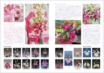 Lily_pamphlet_2013_3.jpg